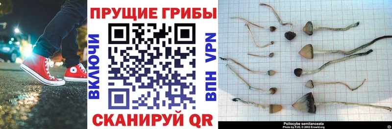 купить наркотики сайты  даркнет клад  Галлюциногенные грибы Magic Shrooms  Весьегонск 